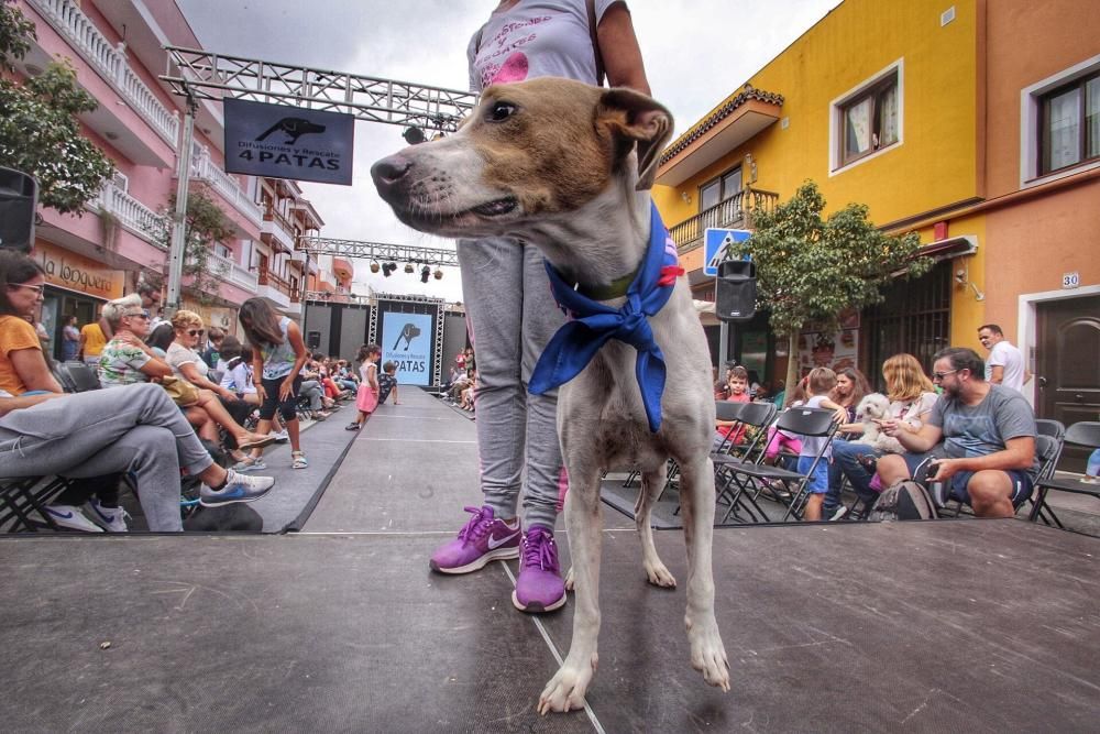 Pasarela de adopción de mascotas en Los Realejos