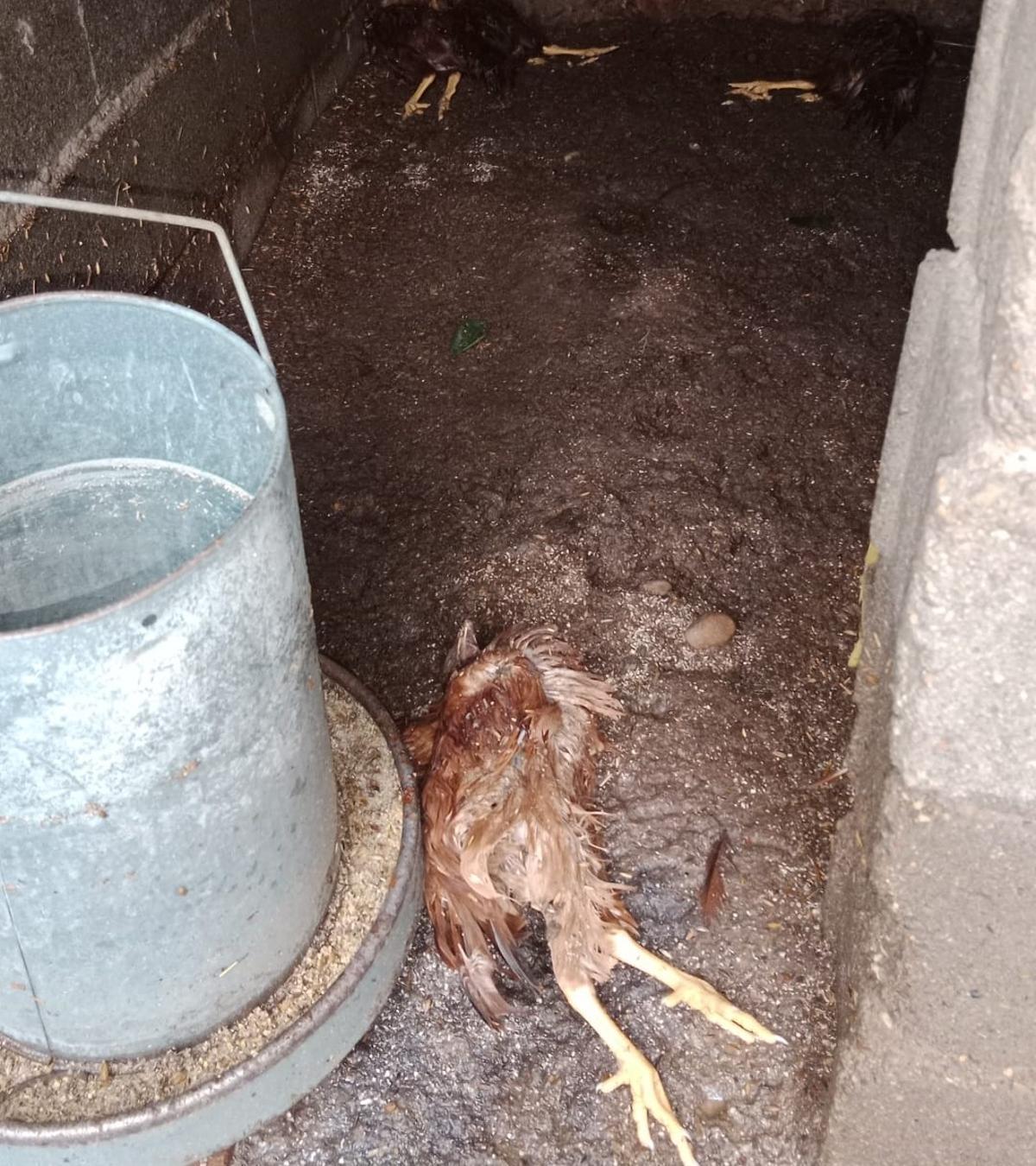 Las gallinas que ha perdido Juan debido al temporal.