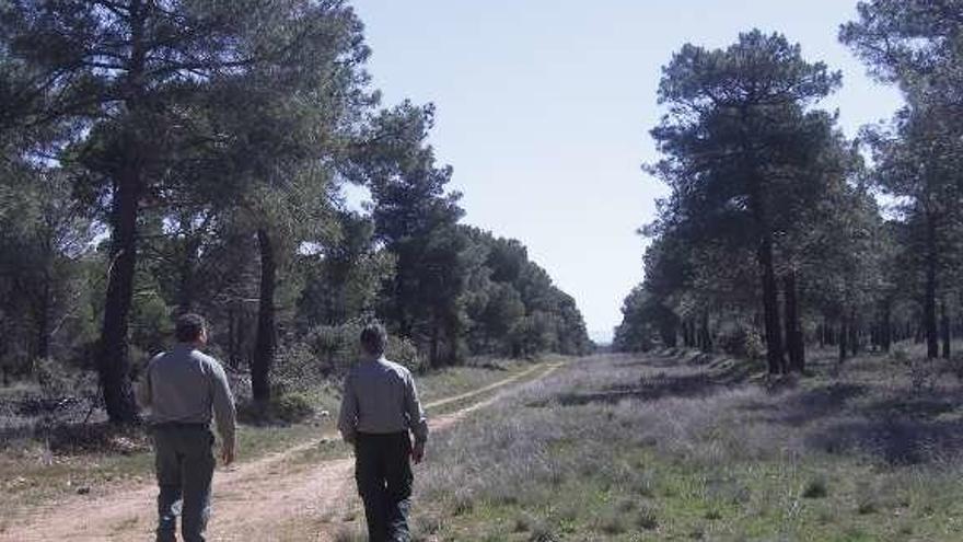 Un camino del monte Raso de Villalpando.