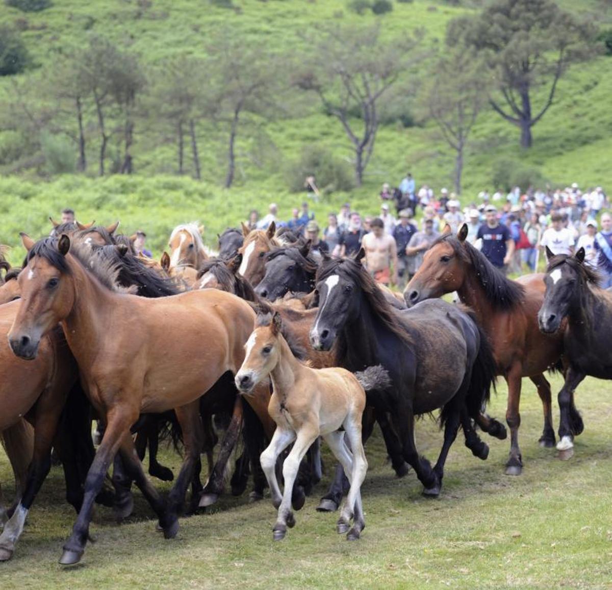 La “baixa” de los caballos de Sabucedo el pasado mes de julio. |   // BERNABÉ/JAVIER LALÍN