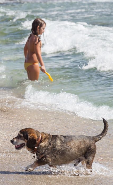 Playa de perros de Agua Amarga