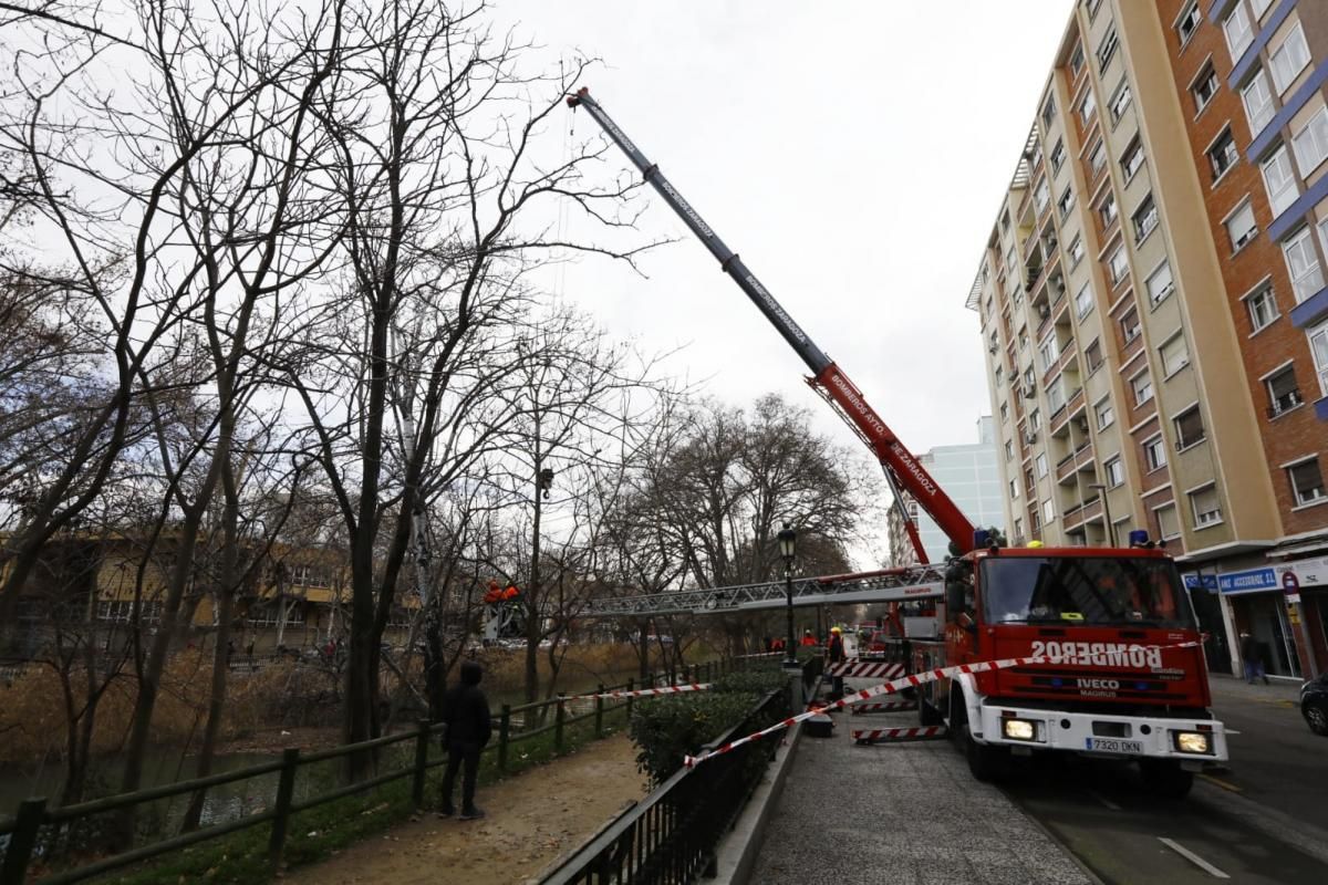 Los bomberos de Zaragoza retiran un árbol de gran porte caído sobre el canal por el peso de la nieve