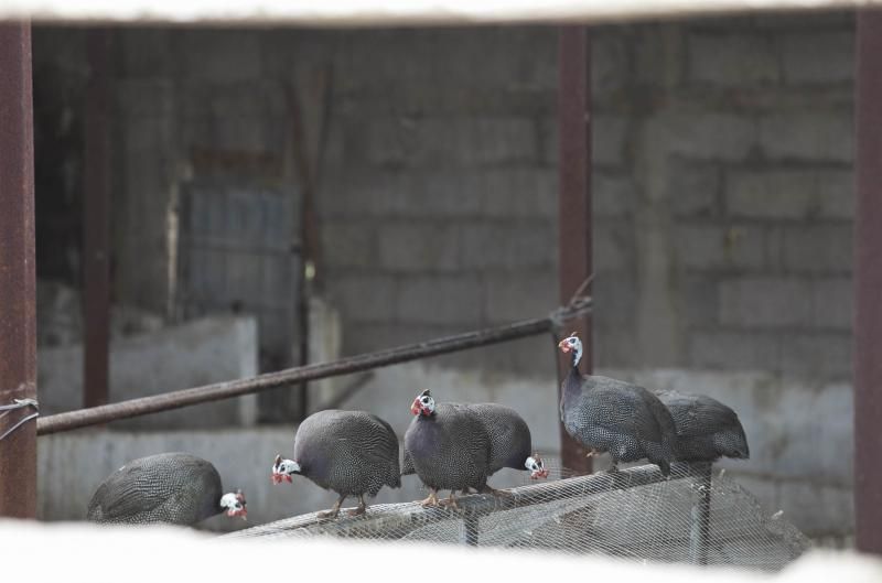 Finca de Arona donde han hallado animales muertos