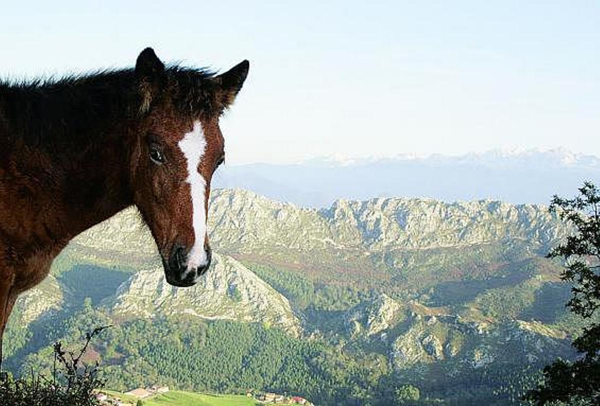 Los Picos de Europa desde la vertiente parraguesa de la sierra del Sueve.