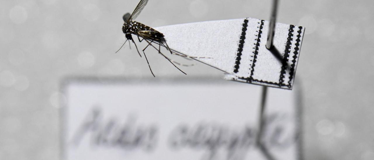 Aedes aegypti, el mosquito que transmite dengue.