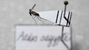 Aedes aegypti, el mosquito que transmite dengue.