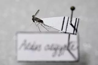 Catalunya vigilará la inminente llegada del mosquito tigre para prevenir casos de dengue