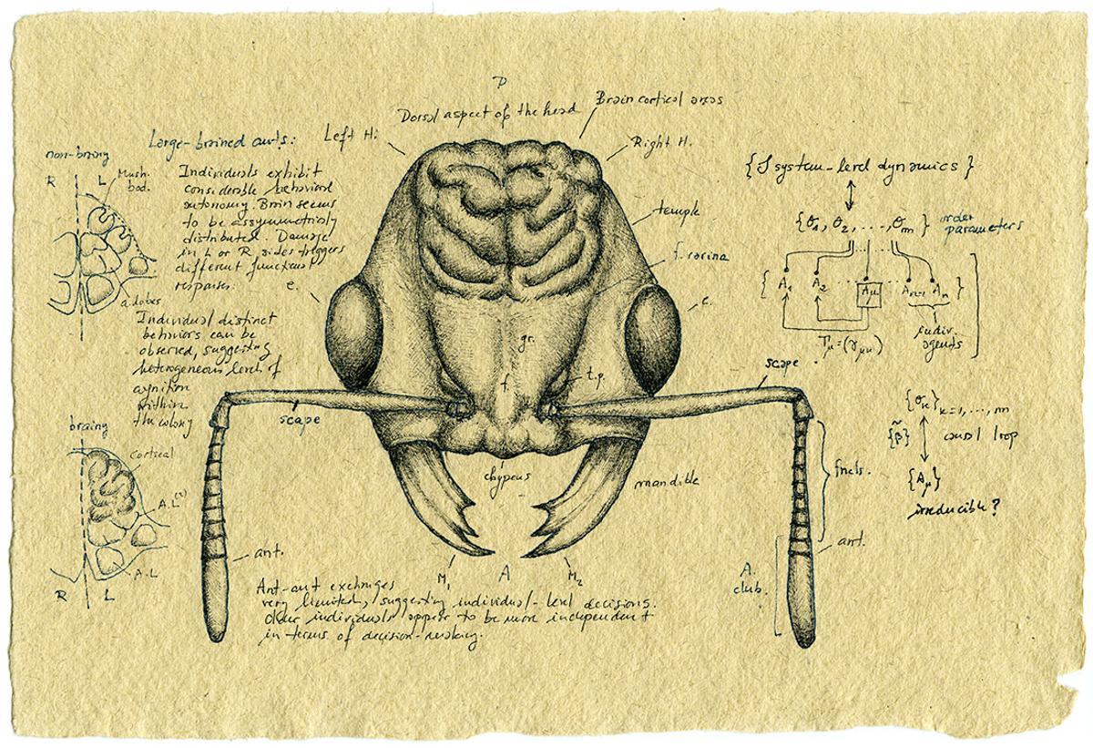 Plano analítico del cerebro de una hormiga.