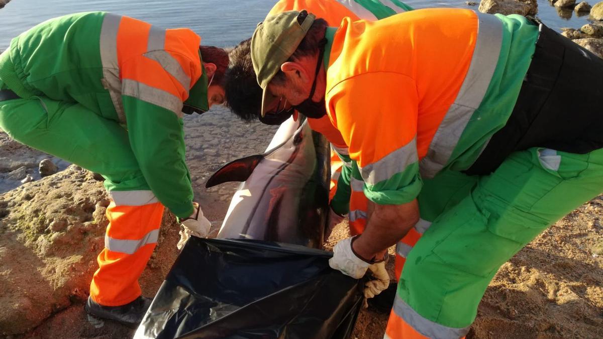 Retirada del delfín listado por parte de los operarios de limpieza del Ayuntamiento de Torrevieja