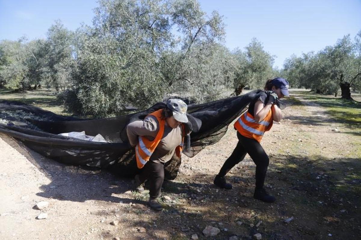 Dos temporeras trabajan en la recogida de la aceituna en Córdoba.