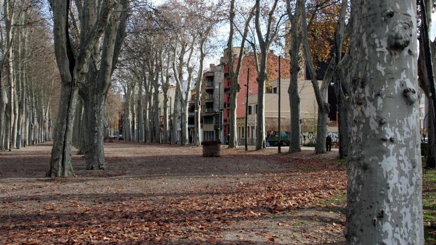 El parc de la Devesa ocupa 30 hectàrees i els plàtans que el caracteritzen s&#039;hi van plantar la segona meitat del segle XIX