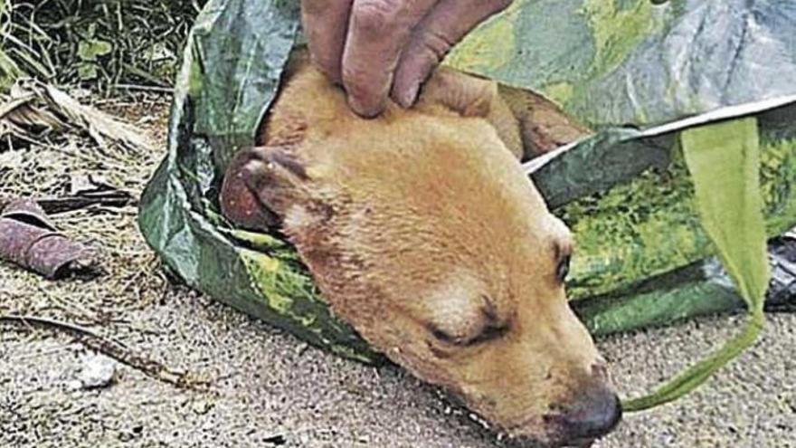 La perrita &#039;Vida&#039; cuando fue hallada dentro de un contenedor.