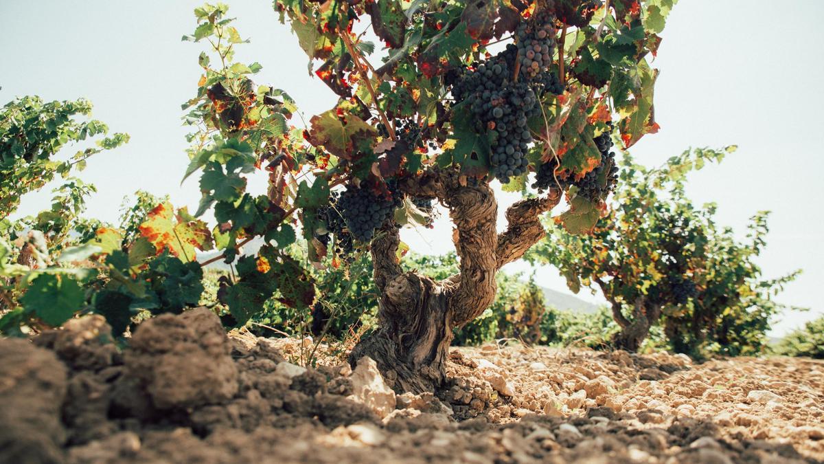 La calidad es la seña de identidad de los Vinos Alicante DOP