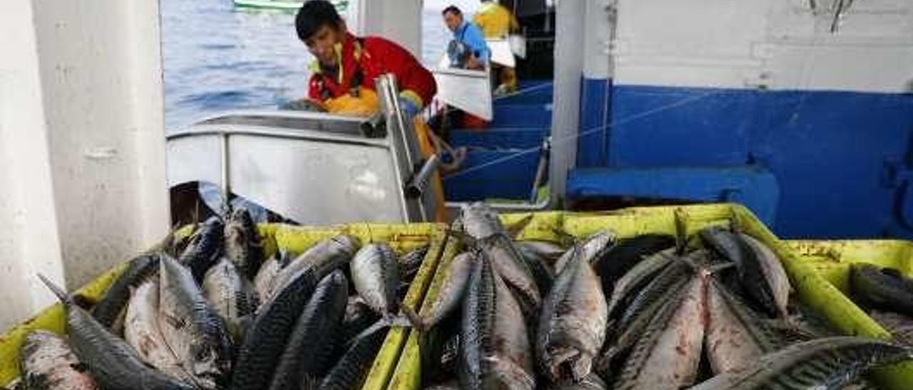 Pescadores a la xarda.