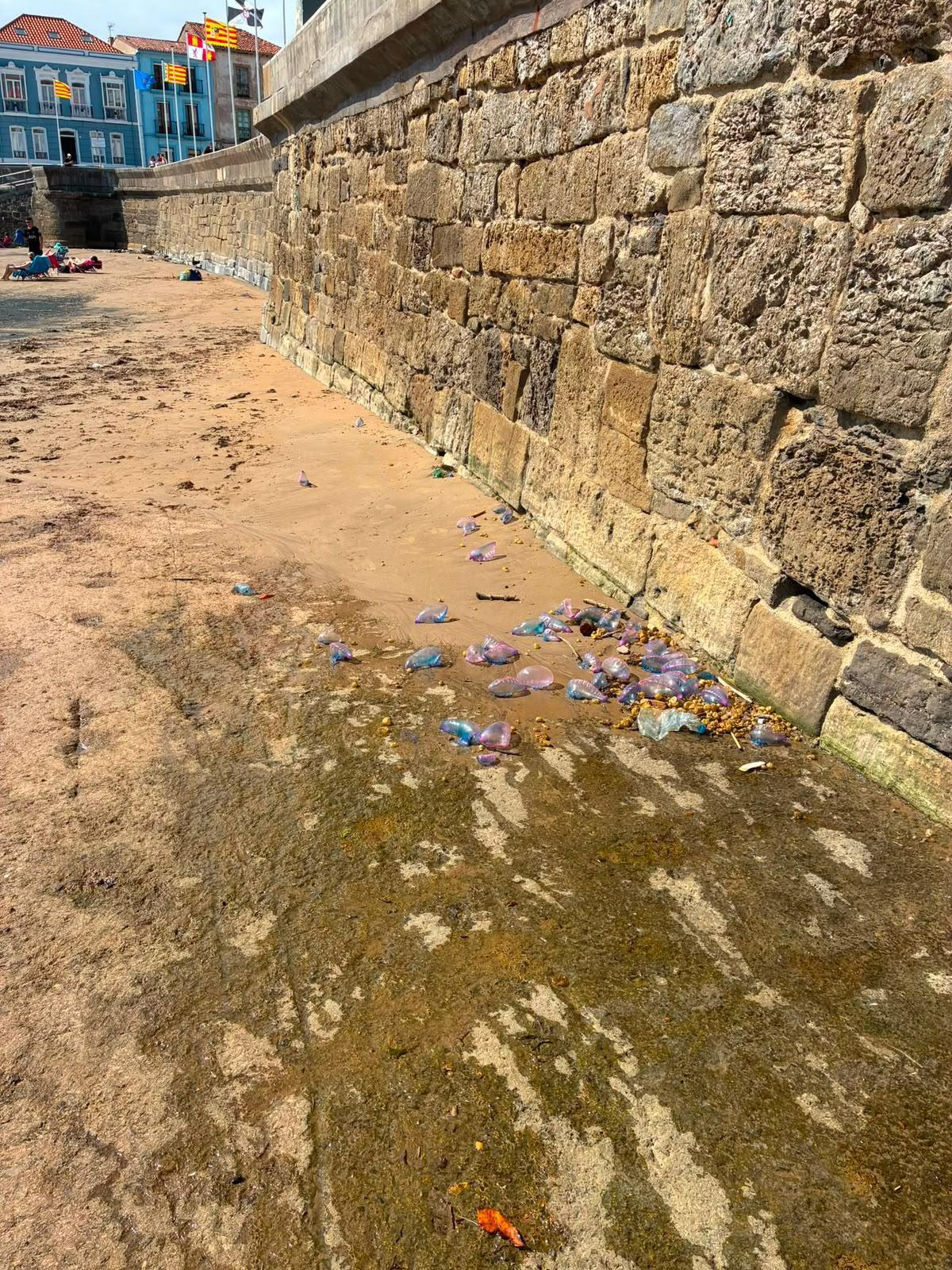 Carabelas portuguesas amontonadas en la arena de la playa de La Ribera, en Luanco.