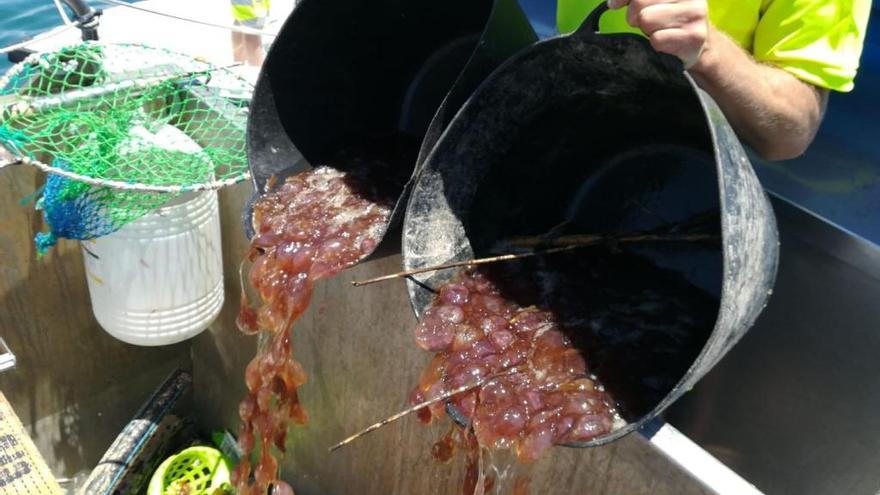 Turismo Costa del Sol considera diseñar un plan contra las medusas