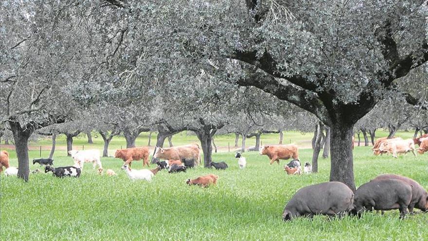 «Nos esperamos otra multa más de 2014 por la superficie de los pastos»