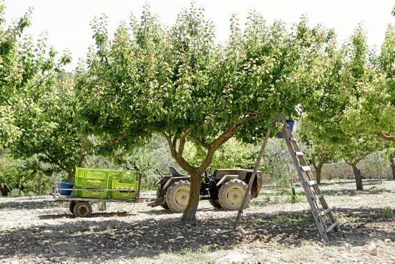 Von Mitte Mai bis Juli versammeln sich die Familien in Porreres zur Ernte der „albericoques“