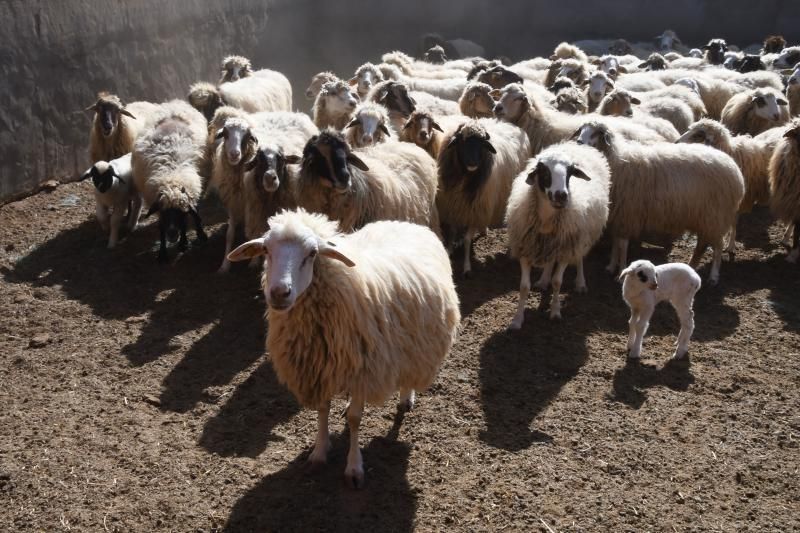 15/03/2019 TELDE.  Granja en la costa de Telde, donde unos perros matarón a una veintena de ovejas. Fotografa: YAIZA SOCORRO.  | 15/03/2019 | Fotógrafo: Yaiza Socorro