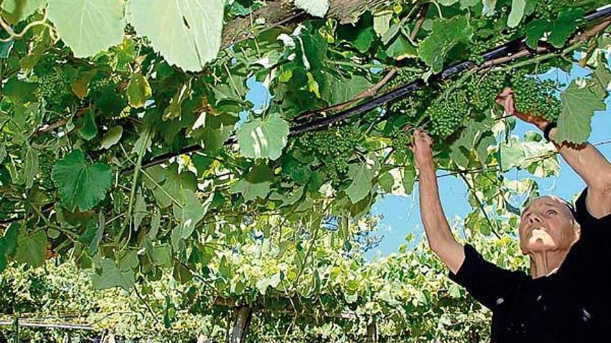 Actualmente la actividad se limita a la &quot;poda en verde&quot;, embotellado y mantenimiento de bodegas.