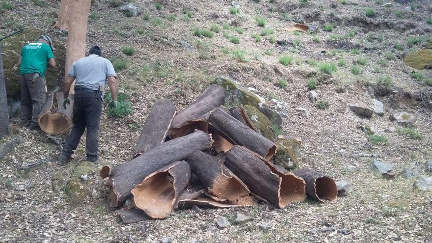 El Ayuntamiento de Ronda espera recoger unos 230.000 kilos de corcho de los Montes de Propios