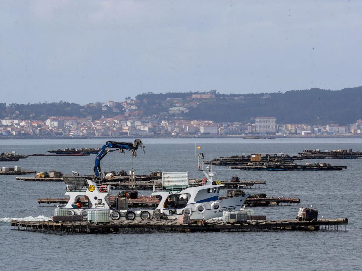 Bateas de cultivo de mejillón
en la ría de Arousa. | Iñaki Abella
