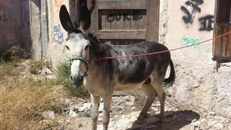 Dejan un burro en un solar tras robarlo en una granja