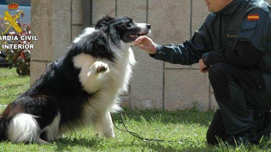 Un agente y un perro en una imagen de archivo