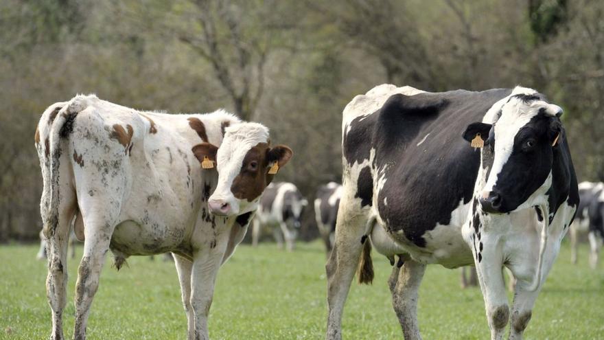 El peso de la ganadería en Deza: en diez años hay 3.700 hectáreas más dedicadas a prados