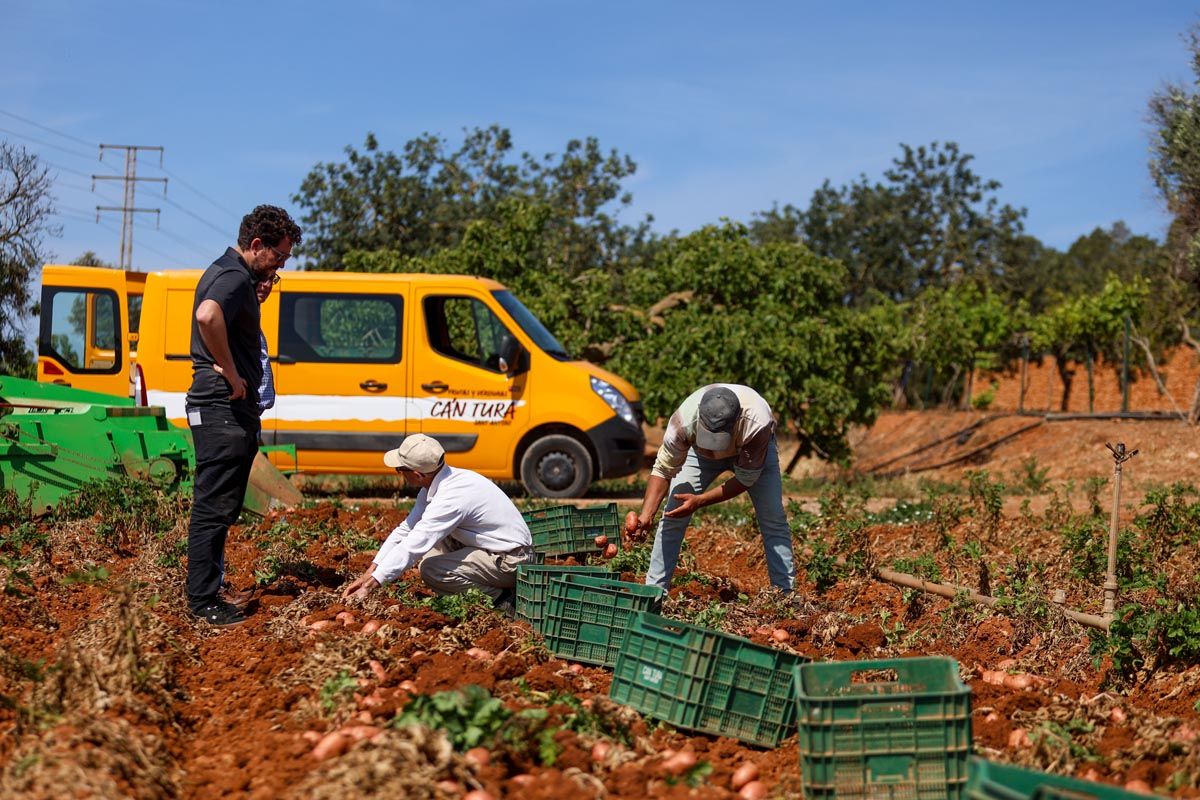 Galería: Los productores de Ibiza recogerán 2,7 millones de kilos de patata en 2025
