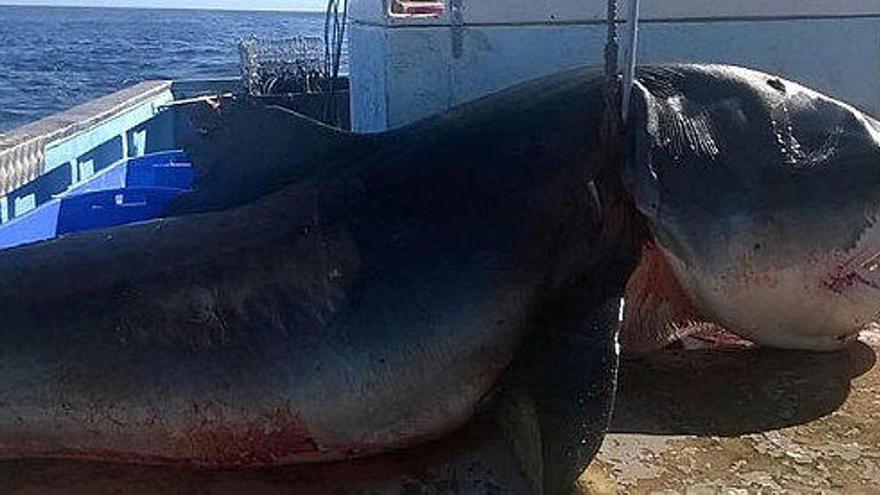 Capturan a un tiburón de 6 metros en una playa de Australia