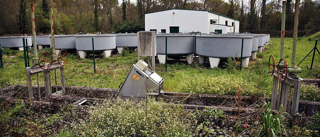 Piscifactoría fluvial abandonada en el río Ulla, en A Estrada.