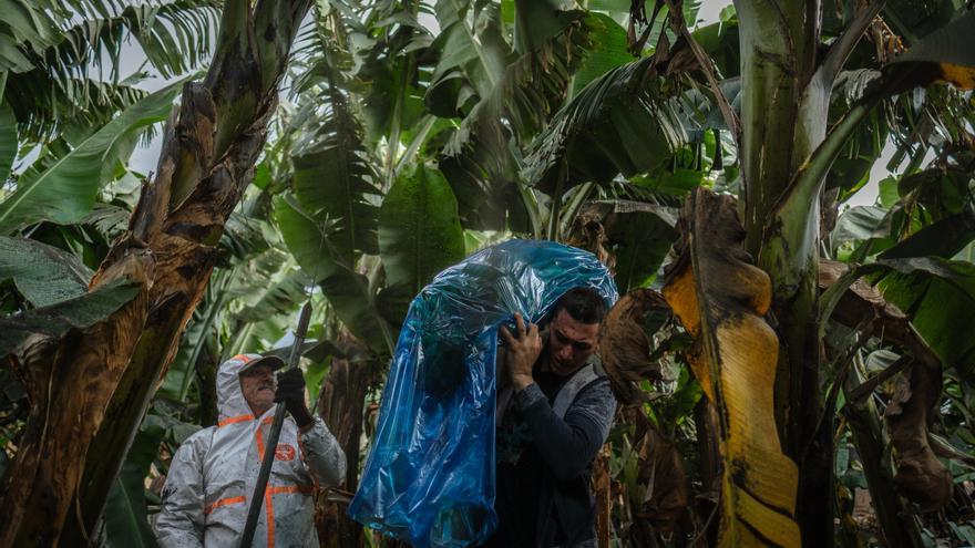 Corte, transporte y empaquetado de plátanos en La Palma