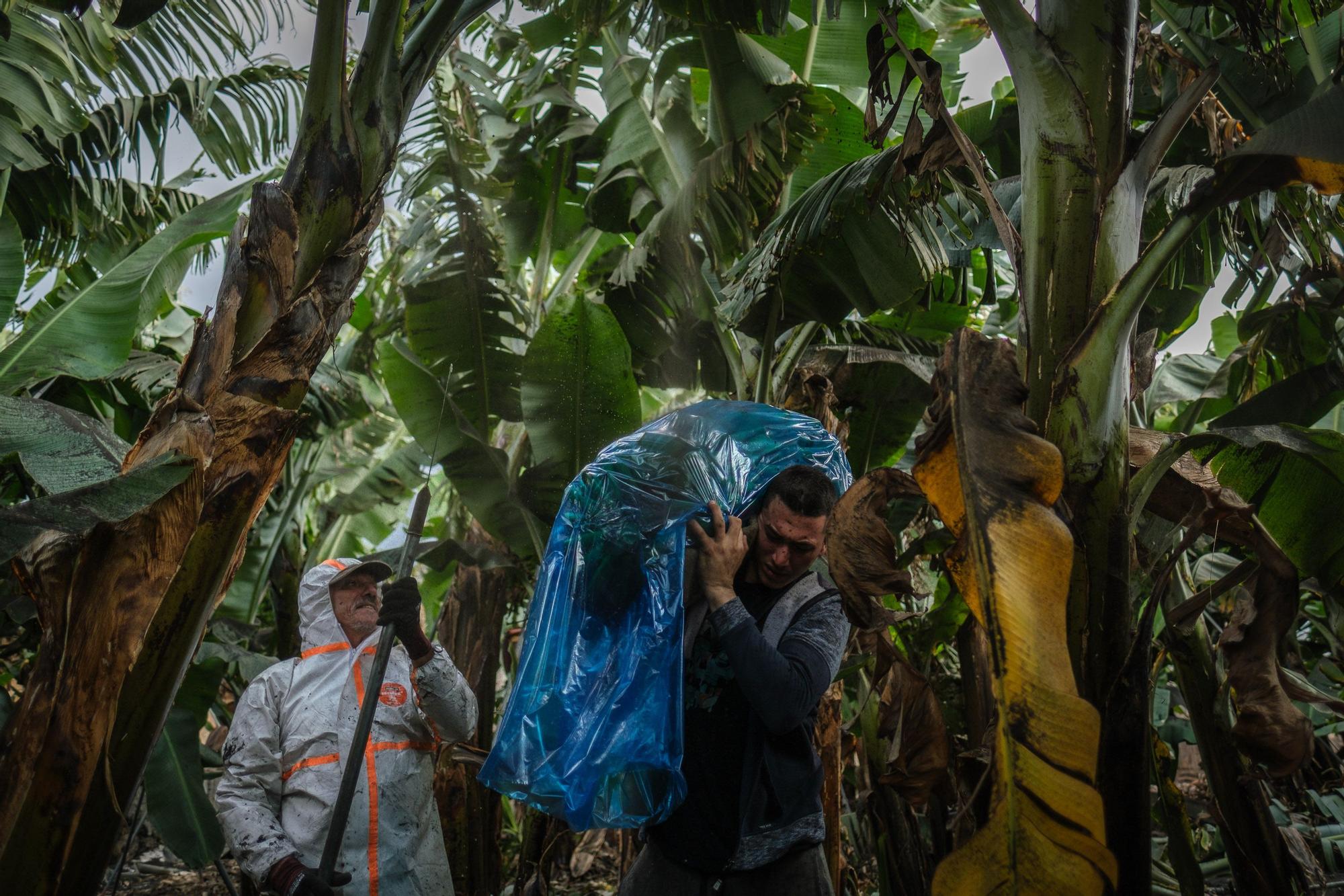 Corte, transporte y empaquetado de plátanos en La Palma