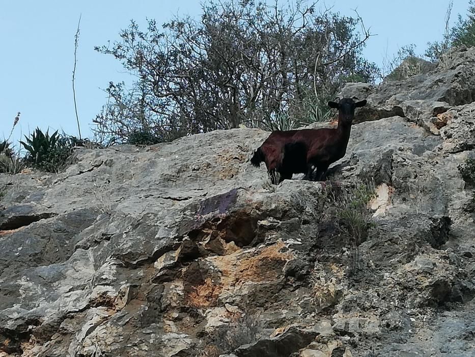 Alarma en Galilea por una cabra encaramada al borde de la carretera