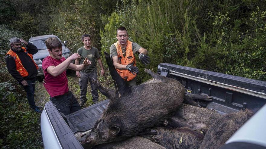 Catalunya adelanta la temporada de caza del jabalí tras detectar 13 nuevos positivos de peste porcina