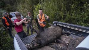 Batida de caza de jabalí en un coto privado de Girona, en una imagen tomada el pasado diciembre.