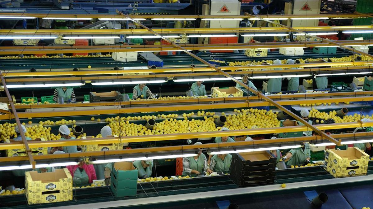 La participación de las mujeres en cooperativas supera en 10 puntos a la industria agroalimentaria regional.