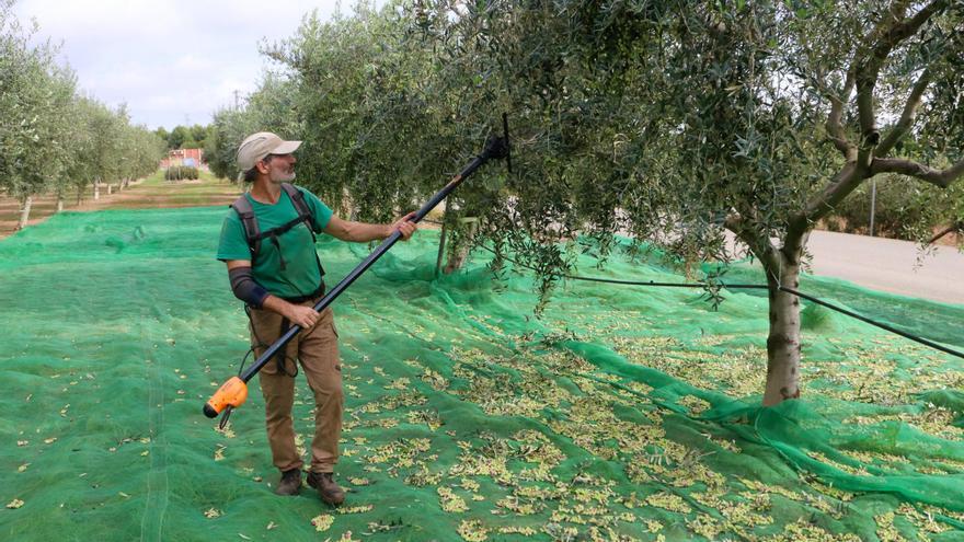 La DOP Siurana preveu que l&#039;oli pujarà encara més