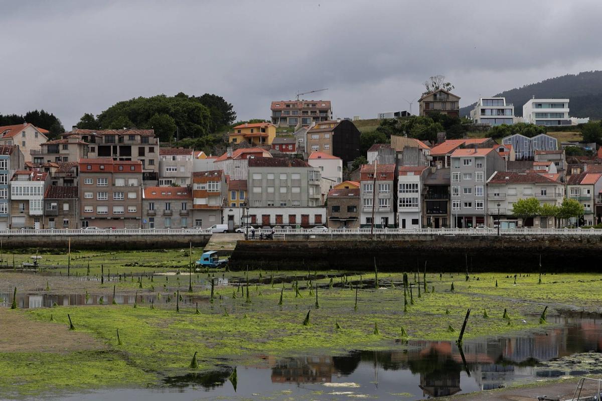 Los parques de cultivo de Carril, invadidos por un denso manto de algas.