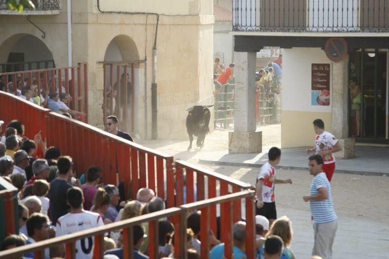 Encierro urbano en Fuentesaúco.