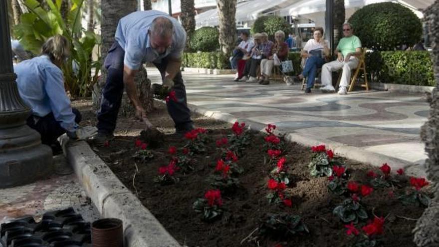 El ciclamen rojo realzará los parterres de la Explanada. Se plantarán 4.000 unidades.