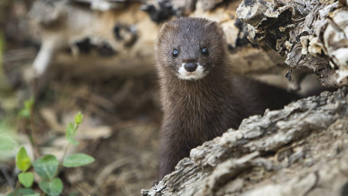 Descartan que el Covid se transmita entre visones silvestres en España