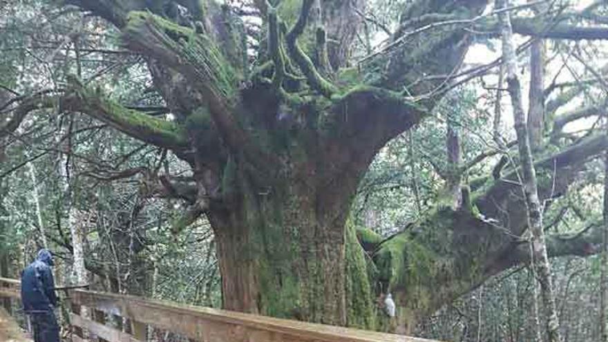 Plataforma de madera construida en el Tejedelo.