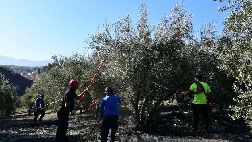Un sistema con inteligencia artificial predice con antelación la cosecha del olivar andaluz