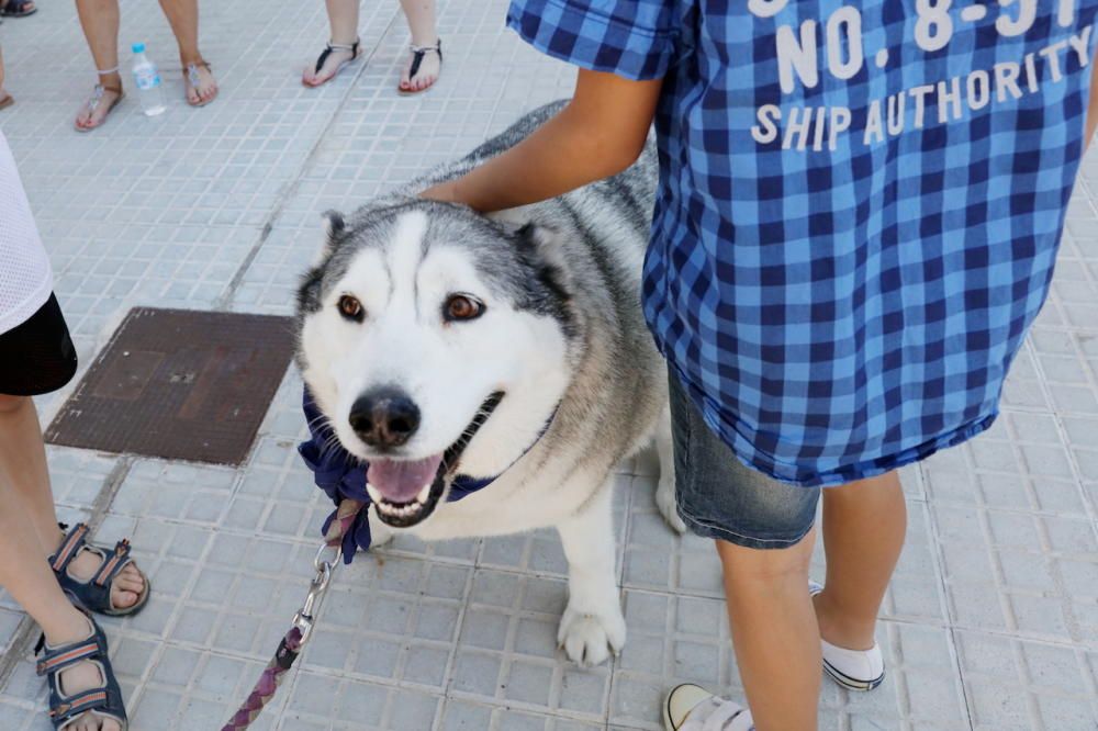 Desfile de perros que buscan un hogar