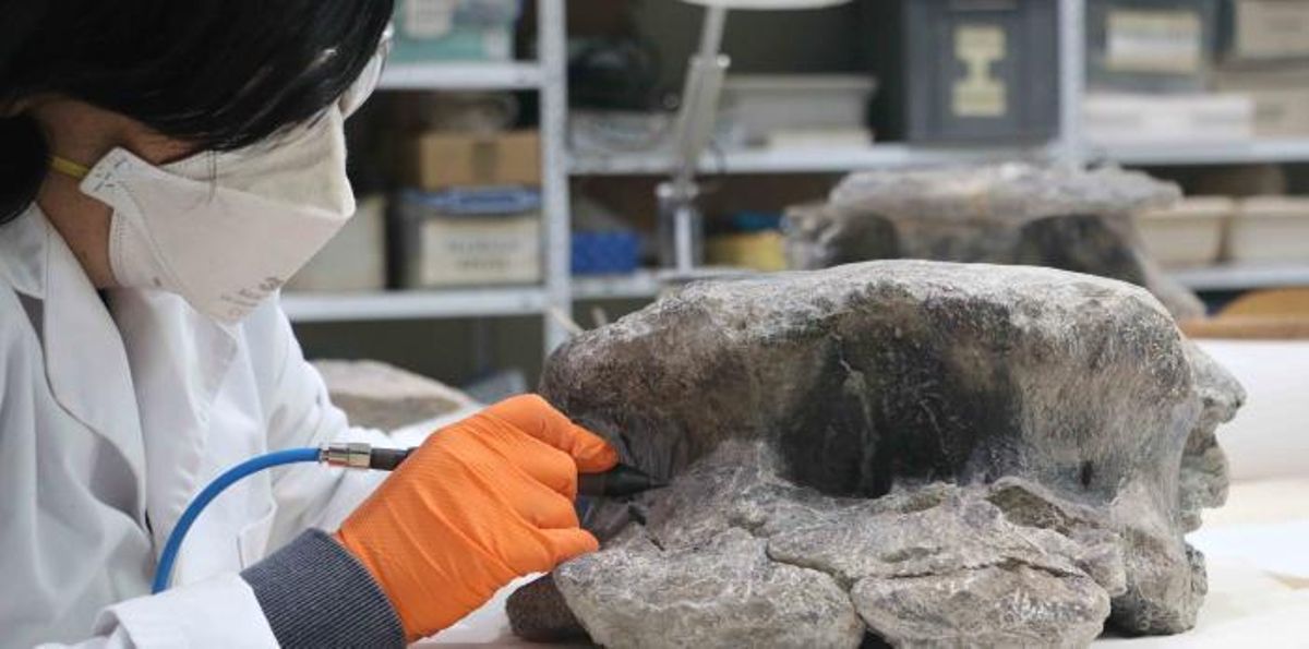 Los fósiles encontrados tienen características muy diferentes a las que posee el mayor de los dinosaurios descrito en Europa, el Turiasaurus