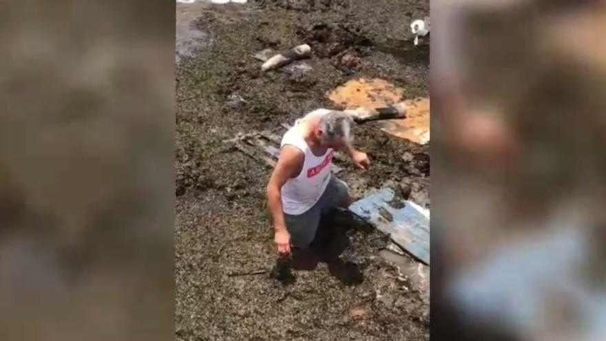 La acumulación del alga japonesa arruina la pesca en Canarias