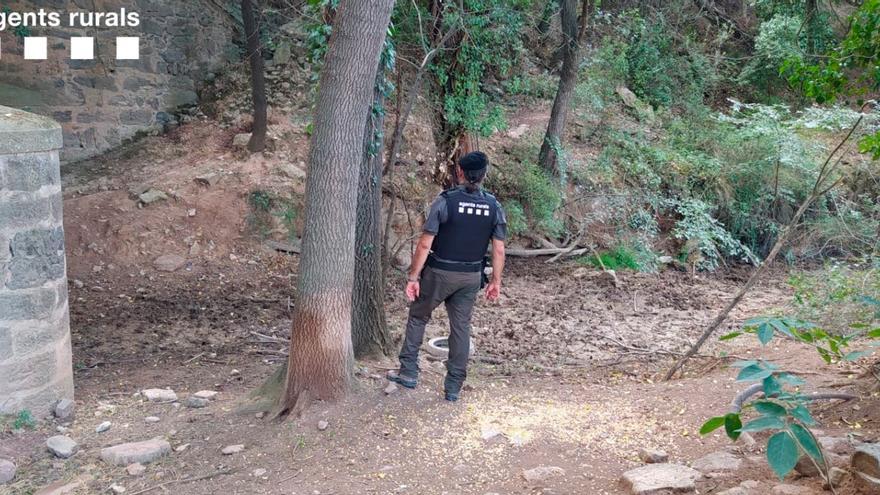 Denuncien tres àrees privades de caça al Bages per engranar el terra amb blat de moro per atreure els senglars