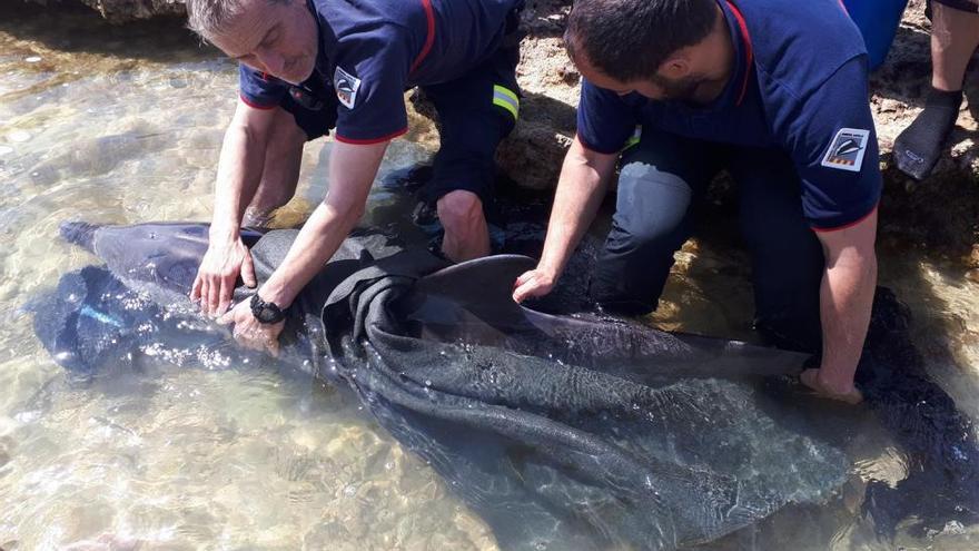 El delfín rescatado en Benicarló, sacrificado